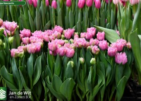 Tulipa Newcastle ® (1)